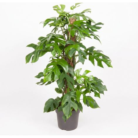 Bloomique - Monstera Minima - Plante grimpante - Plante d'intérieur - Sur tuteur en mousse - Croissance rapide - Entretien facile - Hauteur 70-80 cm - Pot 19 cm (1/5)