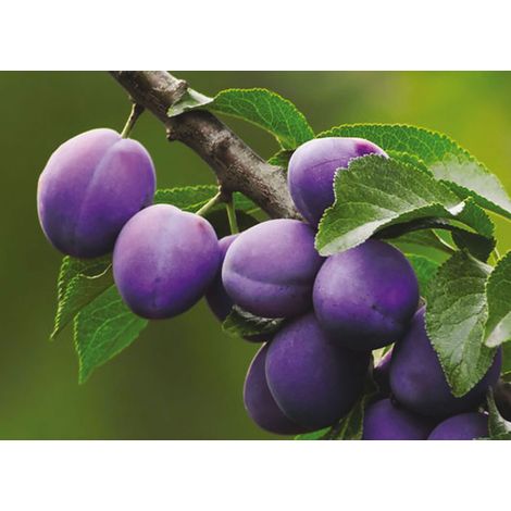 Pianta di Susino President vaso 24cm
