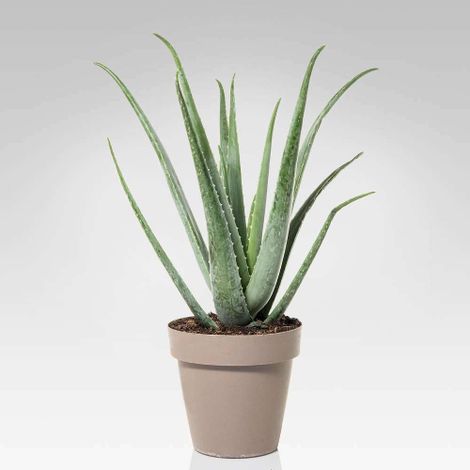 Aloe vera pianta officinale in vaso  19 cm pianta grassa sempreverde MADE IN ITALY (1/3)