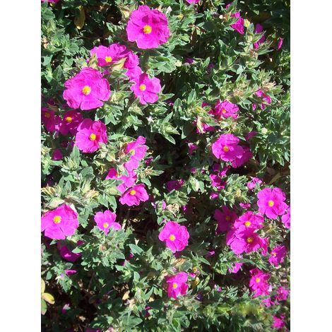 Cistus incanus - cisto rosso - alveolo forestale (1/2)