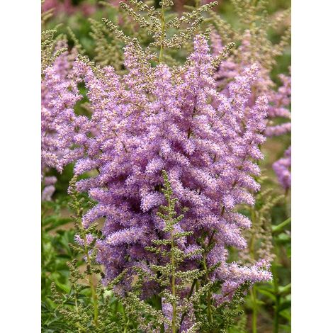 Astilbe d'Arends 'Hyacinth' Godet de 8/9 cm (1/3)