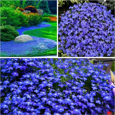 10,000 Deep Purple Thyme Seeds – Easy to Grow, Flower Seeds, Perennial Ground Cover, High Germination Rate