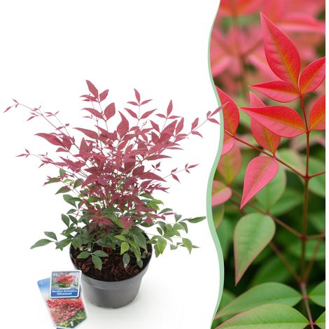Nandina domestica Obsessed - Arbuste Persistant Feuillage Rouge et Vert - Pot 17cm - Hauteur 45cm - PANGIVO (1/5)