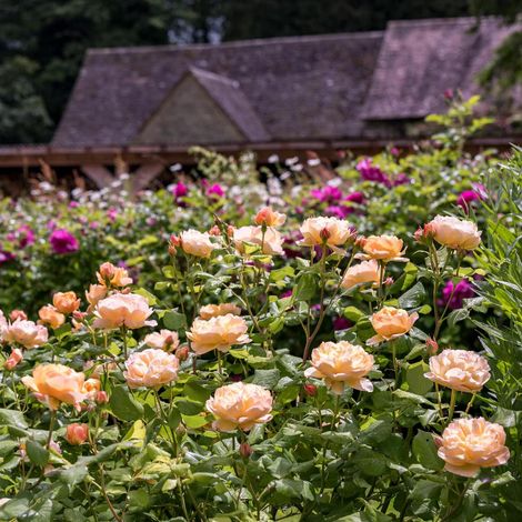 Gardenaria Rosa 'Roald Dahl' - Rosa da giardino - Altezza: 40/50 cm (vaso20) (1/5)