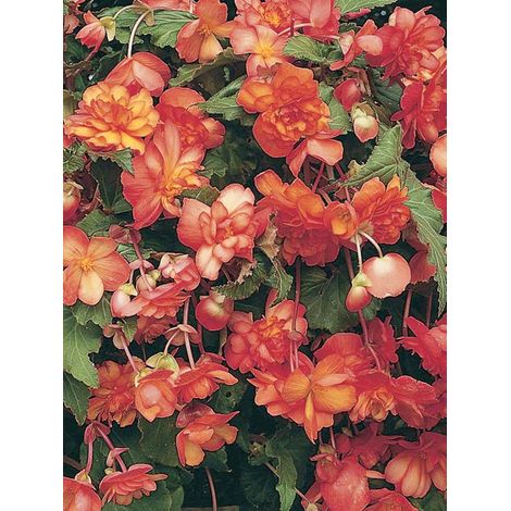 Bégonia 'Midnight Beauty Orange' le sachet de 20 graines (1/2)