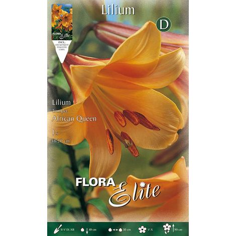LILIUM TRUMPET AFRICAN QUEEN CONFEZIONE 1 BULBO AUTUNNALE BULBS BULBES
