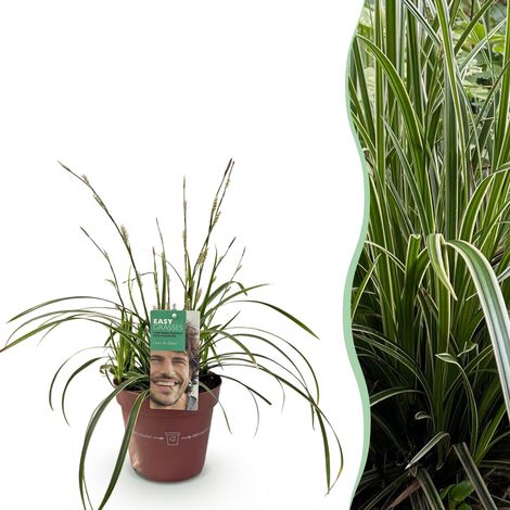 Graminée Ornementale Carex morrowii Ice Dance - Plante Persistante Blanc et Vert - Pot 17cm H50cm - PANGIVO (1/5)