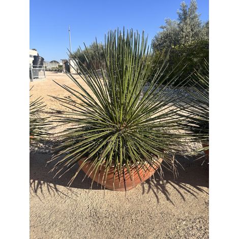 AGAVE GEMINIFLORA CIOTOLA 50 (1/3)