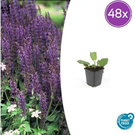 Lot de 48 Sauges des Bois Salvia nemorosa 'Mainacht' Fleurs Bleues Vivaces 10-25 cm Pot Ø9 cm - PANGIVO (1/5)