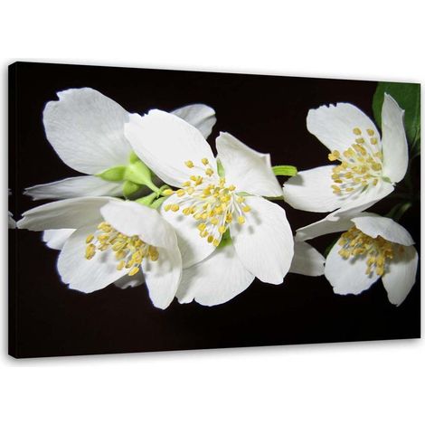 Tableau sur toile Fleur de jasmin nature 100x70 (1/5)