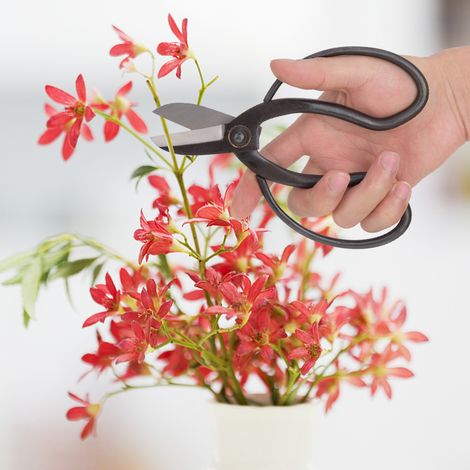 Ciseaux de taille pour bonsaï en acier robuste, outil de jardinage et d'arrangement floral - Type 2 (1/5)