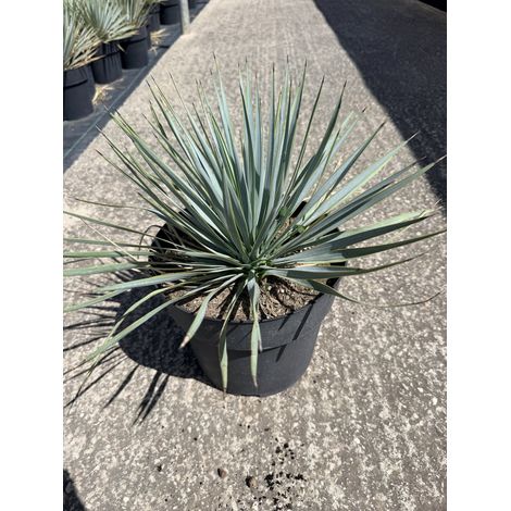 YUCCA RIGIDA POT 24 (1/2)