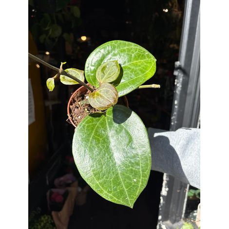 Hoya Overing Sarawak Cream Pianta Tropicale da Collezione Vaso 10,5