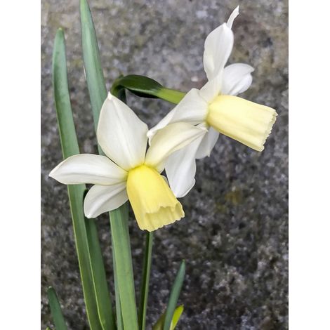 Narcisse 'Toto' Bulbe calibre 10+ (par 10) (1/2)