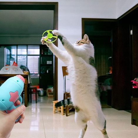 Set of 10 interactive indoor cat toys with 2 launchers and 8 discs for cats and children, fun gifts for cats and small dogs (1/4)