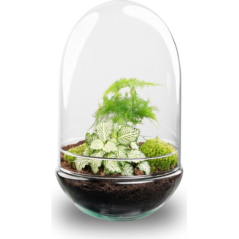Kit Terrarium de Plantes DIY Egg XL en Verre avec Asparagus et Fittonia Ø 17,5 x 30 cm - PANGIVO (1/4)