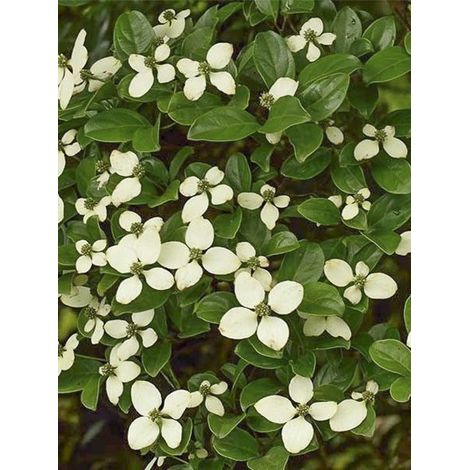 Cornouiller hongkongensis Pot de 2L/3L (1/4)