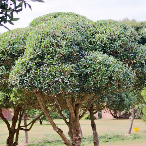 Phillyrea latifolia - fillirea a foglie larghe - alveolo forestale (1/2)
