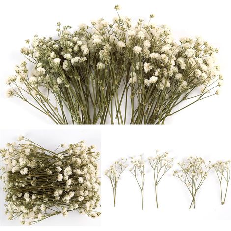 50PCS Fleurs Séchées et Pressées de Gypsophile Blanche Naturelle, Mini Bouquet Fleurs séchées, Souffles de Bébé per Décoration DIY Résine, Cartes de Mariage, Artisanat, Accent de Fête à la Maison (1/5)