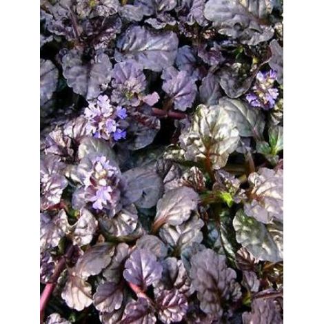 Bugle rampant 'Black Scallop' Pot de 2L/3L (1/2)