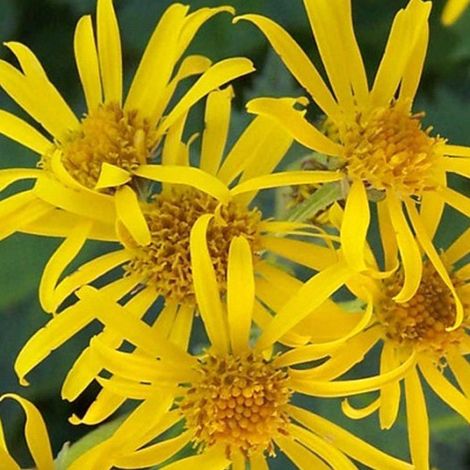 4 x Ligulaire - Ligularia dentata  - godet 9x9 cm