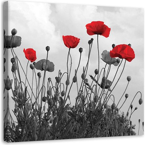 Tableau sur toile Pavot rouge nature fleur 40x40 (1/5)