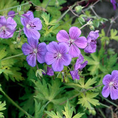 4 x Géranium vivace ® - Geranium 'Blue Sunrise'  - godet 9x9 cm