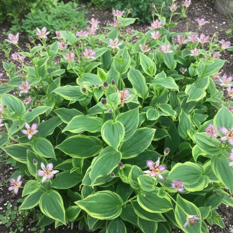 Lis orchidée Autumn Glow, Tricyrtis/Godet - 5/20 cm