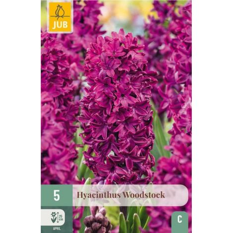 Les 5 Variétés de Jacinthes Woodstock à Posséder Violet