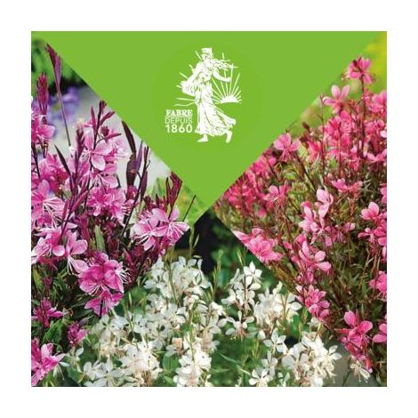 Lot de 6 godets de gaura siskiyou pink – Plante vivace résistante à la sécheresse – Floraison estivale – Exposition ensoleillée – Fabre Graines