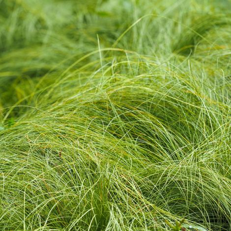 Laîche comans Frosted Curls' - Carex comans Frosted Curls' pot 3L (1/2)