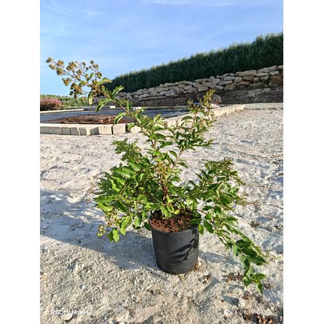 LAGERSTROEMIA INDICA (LILLA' DELLE INDIE) ROSSA VASO 24 H.60/80 (1/4)