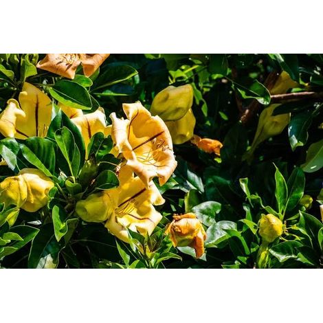 solandra maxima 3 talee/cuttings giallo/yellow