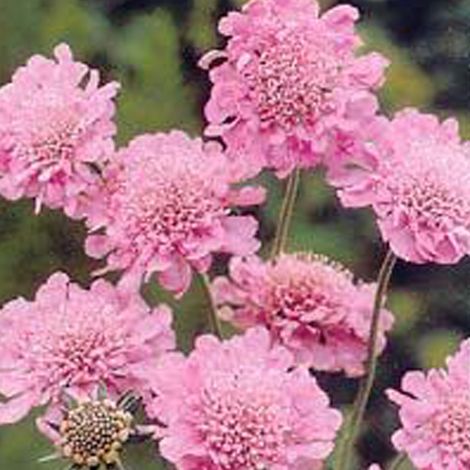 4 x Petite scabieuse 'Pink Mist' - godet 9x9 cm (1/5)