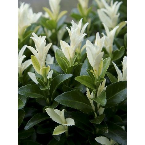 Fusain du Japon 'Paloma Blanca' Pot de 7,5L/10L (1/4)