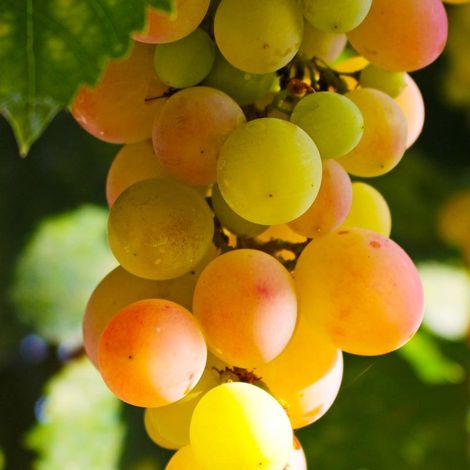 Pépinières Naudet – Vigne 'Pied de Perdrix' – Raisins blancs sucrés – Exposition ensoleillée – Rusticité jusqu'à -15°C – Plante caduc