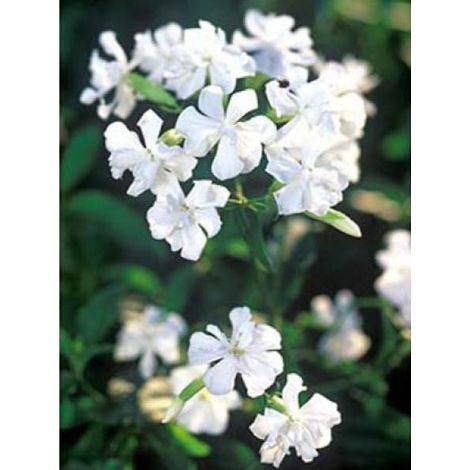 Saponaire officinale 'Alba Plena' Godet de 8/9 cm