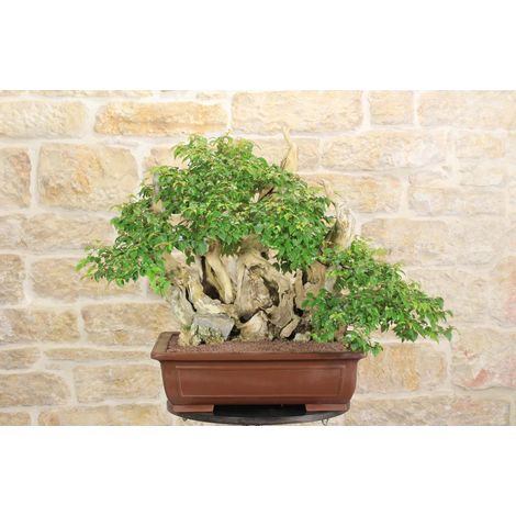 Bonsai di Lagerstroemia selvatica (33) (1/5)