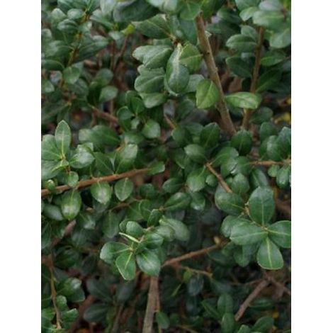 Houx crénelé 'Dark Green'® Godet de 8/9 cm (1/2)