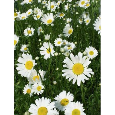 Marguerite commune Godet de 8/9 cm (1/3)