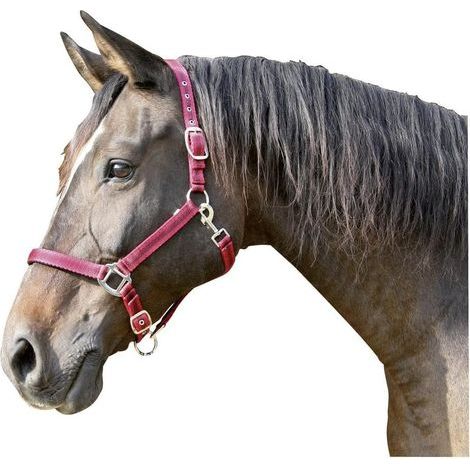verstellbarer Polyamid-Pferdehalfter mit Nasenriemen, Genickstück und Futter zum Reiten (1/5)