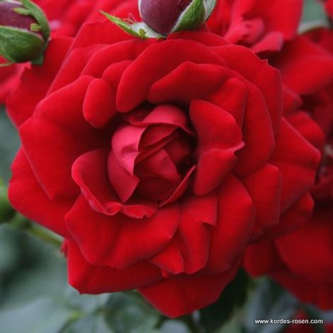 2 x Rosa - Rosier grimpante Kordes - Rosa 'Amadeus'®