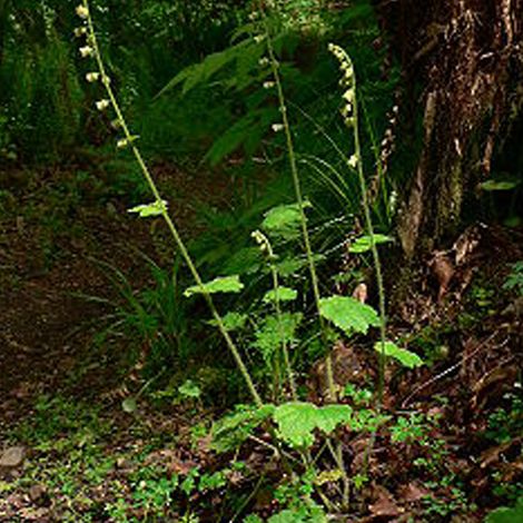4 x Tellima à grandes fleurs - Tellima grandiflora  - godet 9x9 (1/4)