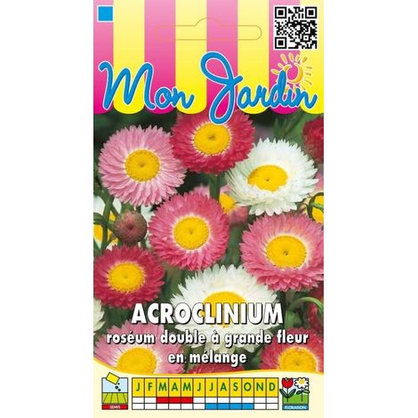 Acroclinium roséum double en mélange - 1g