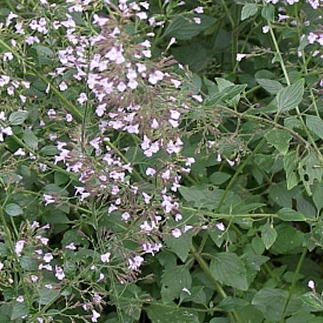 4 x Petit calament - Calamintha nepeta nepeta  - godet 9x9 cm (1/4)