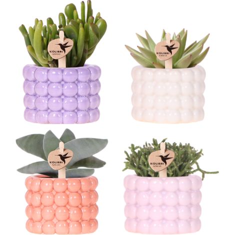 Lot de 4 plantes vertes avec cache-pots Poppy design bulles violet blanc pêche rose Ø 6 cm - PANGIVO (1/5)