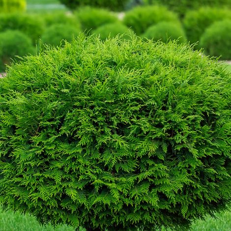 Thuya du Canada Brabant - Thuja occidentalis Brabant 80cm en pot (1/2)