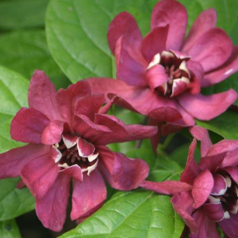CALYCANTHUS HARTLAGE WINE VASO 19CM (1/2)