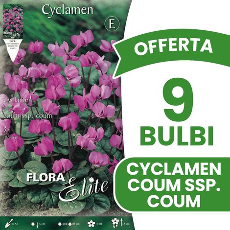 OFFERTA 9 BULBI CICLAMINO CYCLAMEN COUM SSP COUM BULBS BULBES