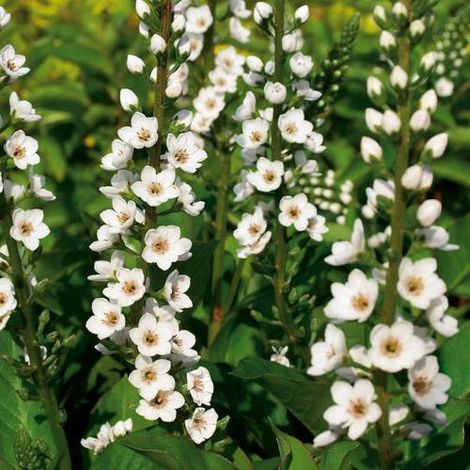 Lysimaque Candela | Conditionnement: Lot de 5 godets